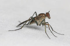 Scellus dolichocerus