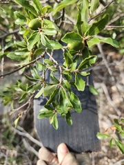 Quercus vaseyana