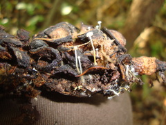 Strobilurus conigenoides