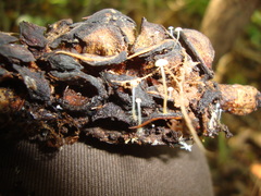 Strobilurus conigenoides