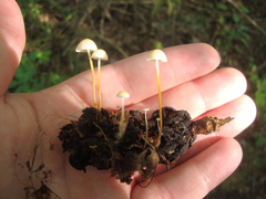 Strobilurus conigenoides