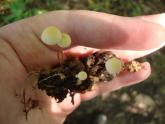 Strobilurus conigenoides