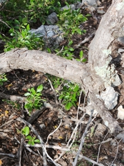 Quercus vaseyana