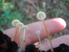 Strobilurus conigenoides