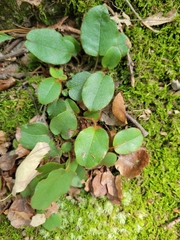 Epigaea repens
