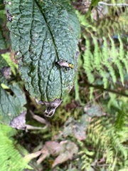 Augochlora pura