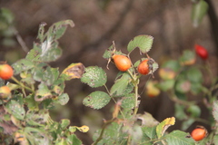 Rosa iberica