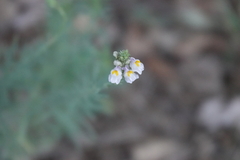 Linaria repens
