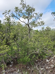 Quercus vaseyana