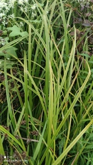 Scirpus sylvaticus