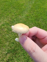 Hebeloma crustuliniforme