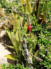 Aechmea nudicaulis