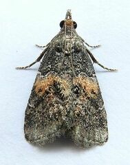 Satole ligniperdalis