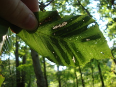 Litylenchus crenatae