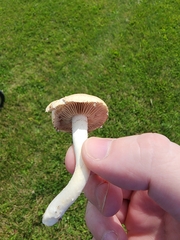 Hebeloma crustuliniforme