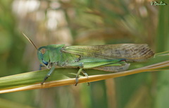 Locusta migratoria