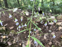 Campanula divaricata