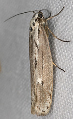 Ethmia discostrigella