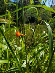 Ipomoea coccinea