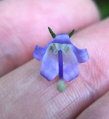 Campanula divaricata