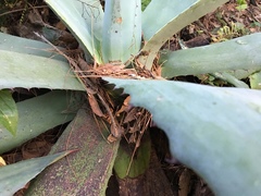 Agave hookeri