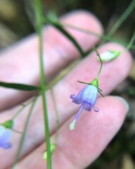 Campanula divaricata