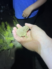 Anaxyrus microscaphus