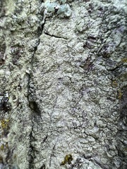 Lecanora thysanophora