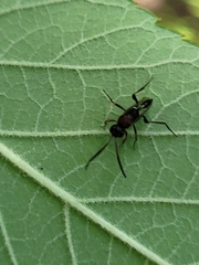 Evaniella semaeoda