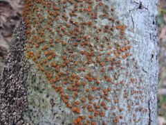 Amphilogia gyrosa