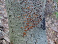 Amphilogia gyrosa