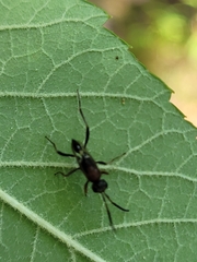 Evaniella semaeoda