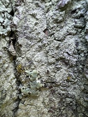 Lecanora thysanophora