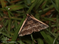 Adrapsa ablualis