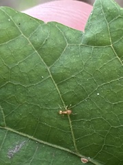 Wasmannia auropunctata