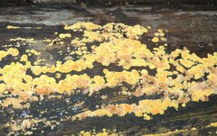 Trichoderma sulphureum