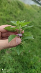 Mentha arvensis