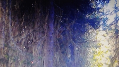 Perisoreus infaustus