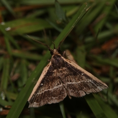 Adrapsa ablualis