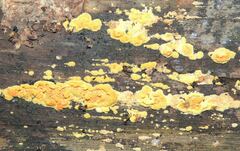 Trichoderma sulphureum