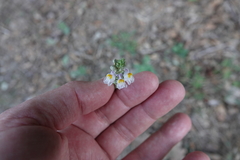 Linaria repens