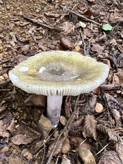 Russula olivacea