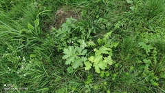 Heracleum sosnowskyi