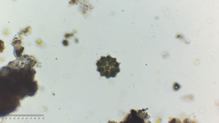 Coelastrum pulchrum