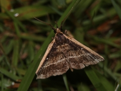 Adrapsa ablualis
