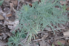 Linaria repens