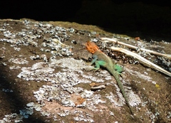 Agama kirkii