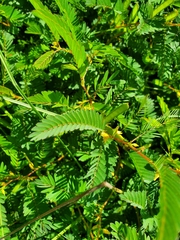 Chamaecrista nictitans