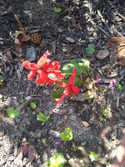 Salvia splendens