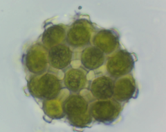 Coelastrum pulchrum